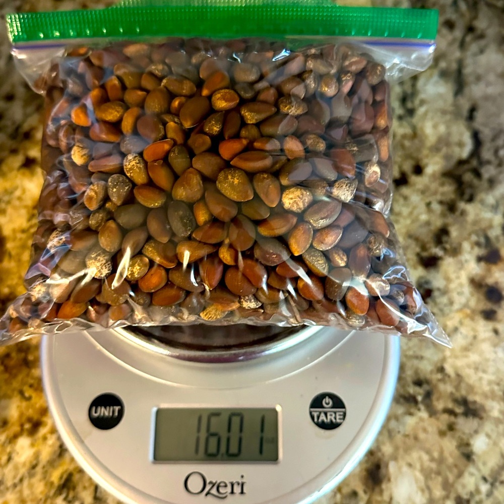 New Mexico Pinon.  Large size pinon nuts picked 10-2024. One pound bag.